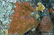 Cliona delitrix Parazoanthus-parasiticus-Bonaire Keepsake-5m-20180221-Denis-ADER-DSC_7281_tn